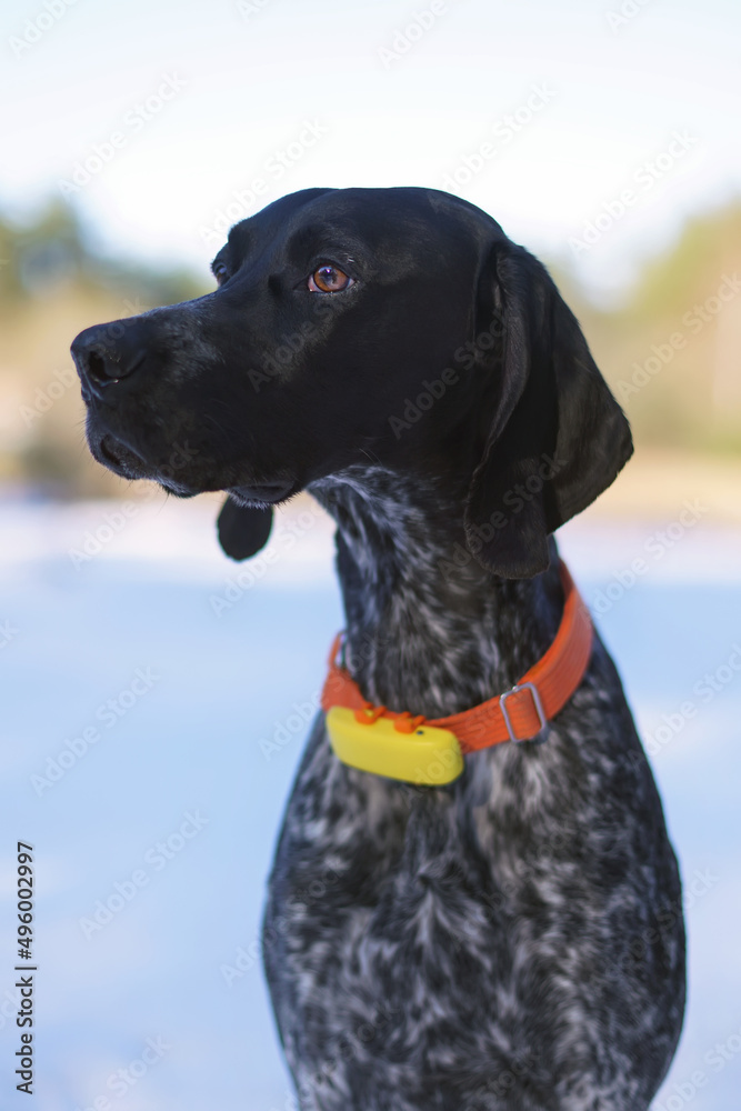 The portrait of a young black and white Greyster dog posing outdoors in winter wearing an orange collar with a yellow GPS tracker on it