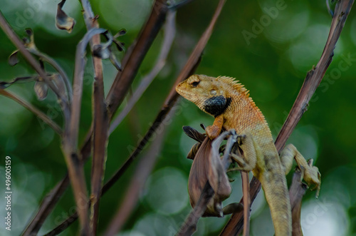 lizard on a tree