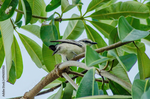 bird on a tree