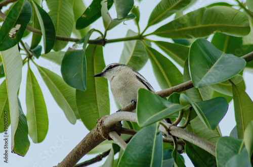 Pied Triller on a branch