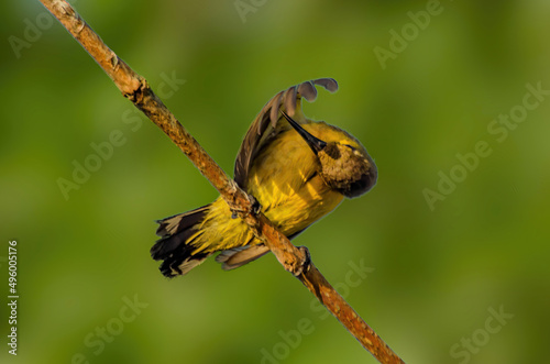 bird on a brach