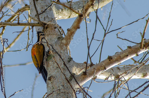 Common flameback