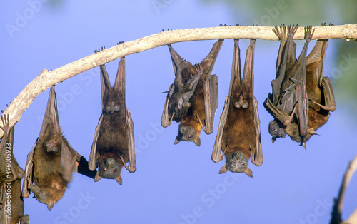 Fotografiet Fruit bats, a little red flying fox colony on the Norman river near Normanton ,Q