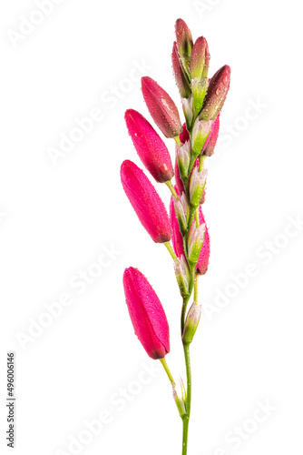 Beautiful pink lilies isolated on white background