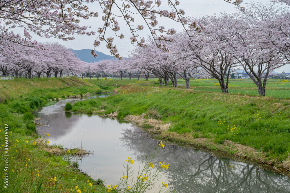 草場川に映る桜