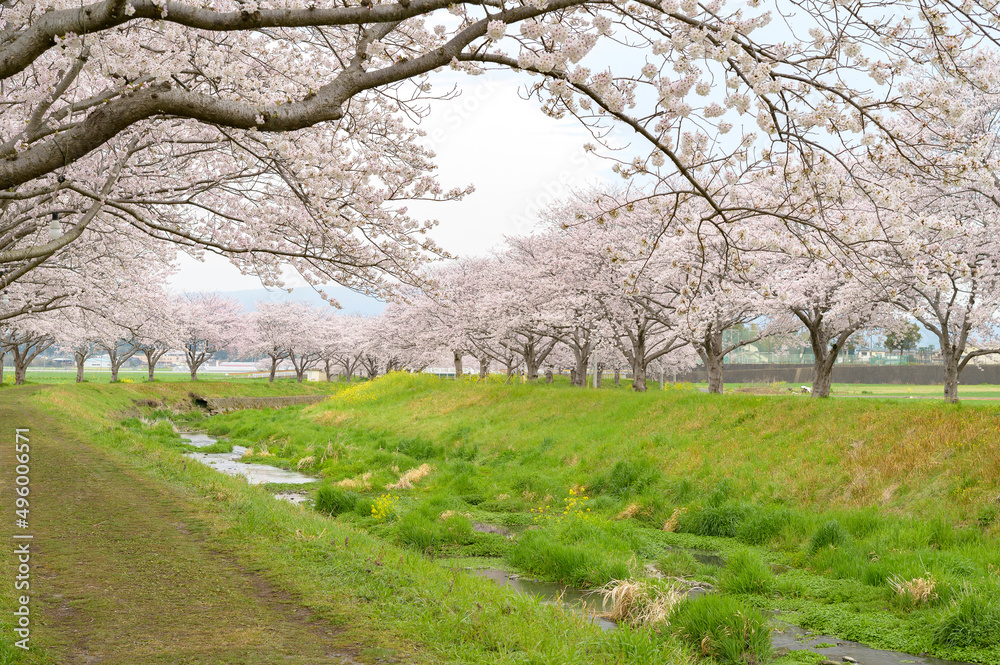 草場川の河岸の桜並木