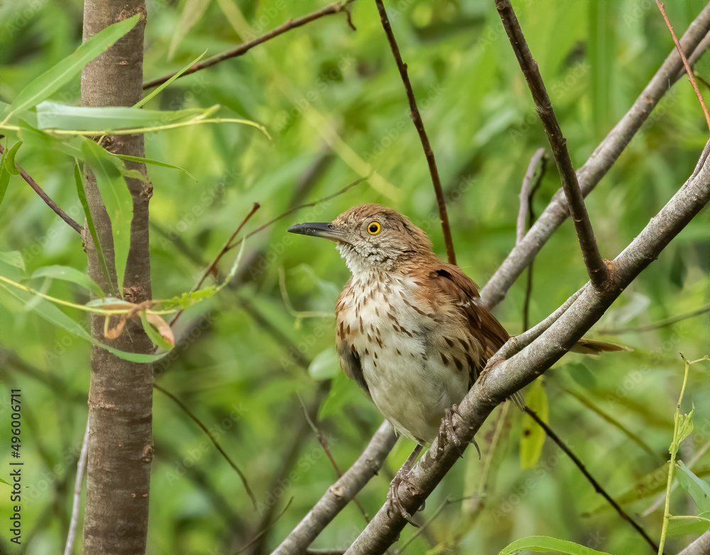 A brown thrasher perched in a willow tree. 