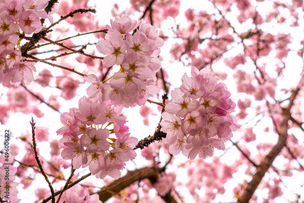 Pink cherry blossoms on cherry tree branches close up in spring and back lit Pink cherry blossoms on cherry tree branches close up in spring and back lit