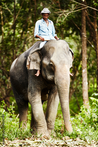 Thai elephant keeper riding domesticated elephant. An elephant keeper riding a young Asian elephant in the forest.