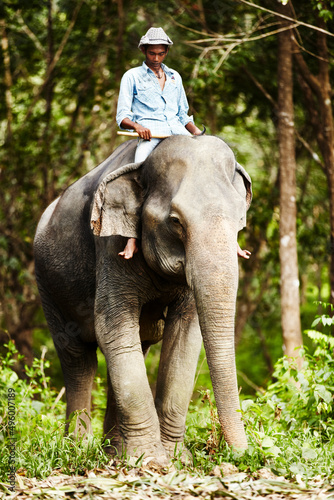 Photography Thai elephant keeper riding domesticated elephant