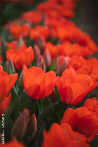 Red Tulip