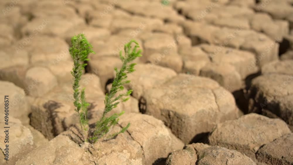 Surviving green plant on sandy dry soil during drought climate ecological disaster. Macro in perspective. Surviving green plant on sandy dry soil during drought climate ecological disaster. Macro in perspective.
