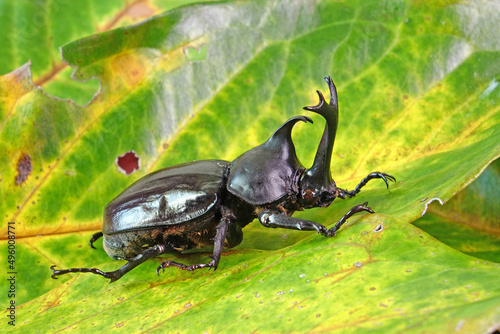 Beetles : Japanese rhinoceros beetle (Allomyrina dichotoma) or Japanese horn beetle (or Kabutomushi, Kabuto is Japanese for Samuai hemlet, and Mushi is Insect) in nature photo