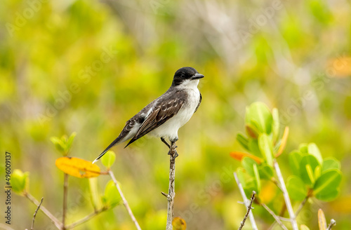 An eastern kingbird perched on a stick. 