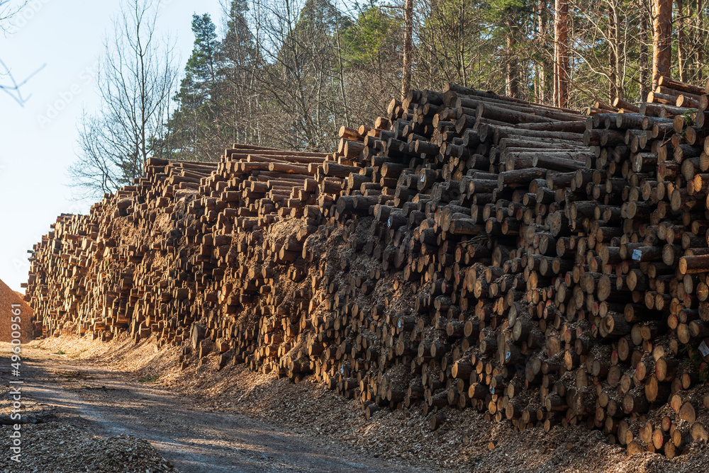 Stack of wooden logs in spring evening.