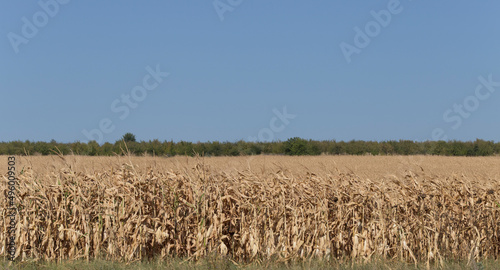 Expanses of fields with ripe corn. Cornfield in late autumn. Brown dry feed corn everywhere.