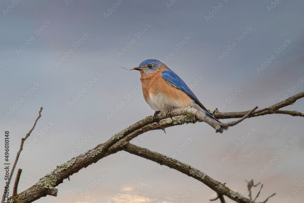 Male bluebird perched holding a piece of grass for his nest Male bluebird perched holding a piece of grass for his nest