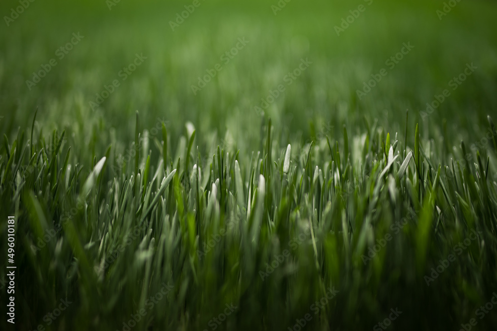 Grass growing Grass growing