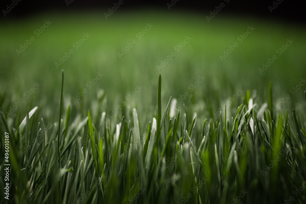 Fototapeta premium Grass growing