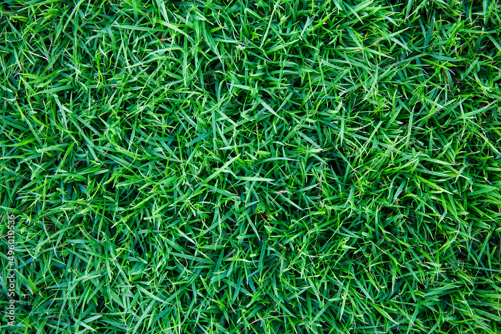 Green grass background texture. Green grass background texture.