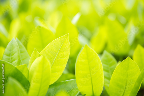 Green leaf background blur