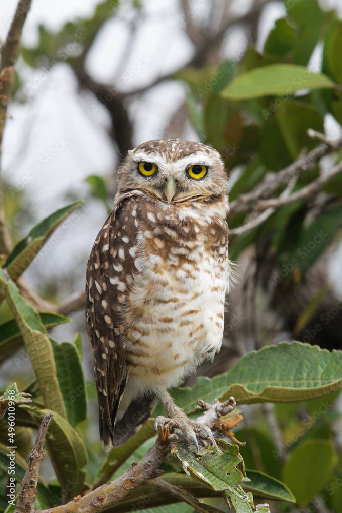 Burrowing owl in its habitat posing for a photo in the countryside of Brazil
Burrowing owl in its habitat posing for a photo in the countryside of Brazil