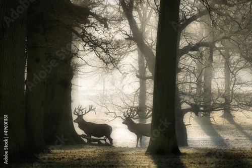 Fototapeta Naklejka Na Ścianę i Meble -  Wild deer in the forest captured between trees 