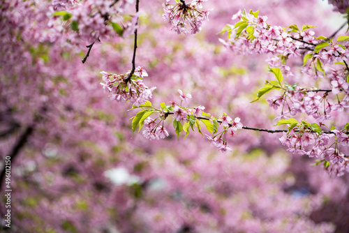 Pink Kawazu cherry blossoms are about to reach full bloom © HANSODE