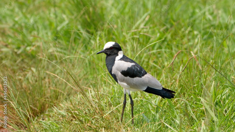 Fototapeta premium Blacksmith plover (Vanellus armatus) in a field at Rietvlei Nature Reserve in Pretoria, South Africa