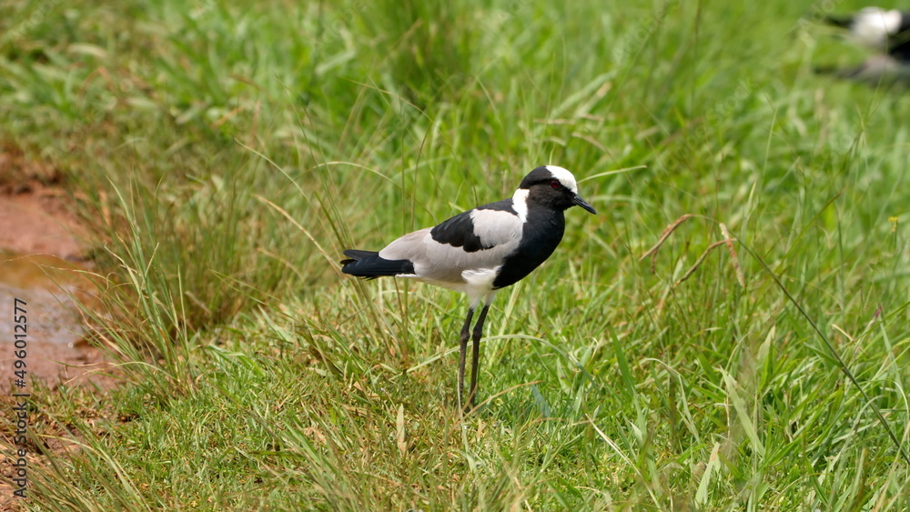 Obraz premium Blacksmith plover (Vanellus armatus) in a field at Rietvlei Nature Reserve in Pretoria, South Africa