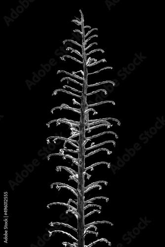 Fototapeta Naklejka Na Ścianę i Meble -  Lupine Flower's Skeleton