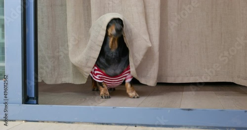 Funny dachshund dog sits covered with curtain as a hood, it looks around and then leaves away. Pet is fooling around at home. Mischievous puppy behaves badly and spoils interior items