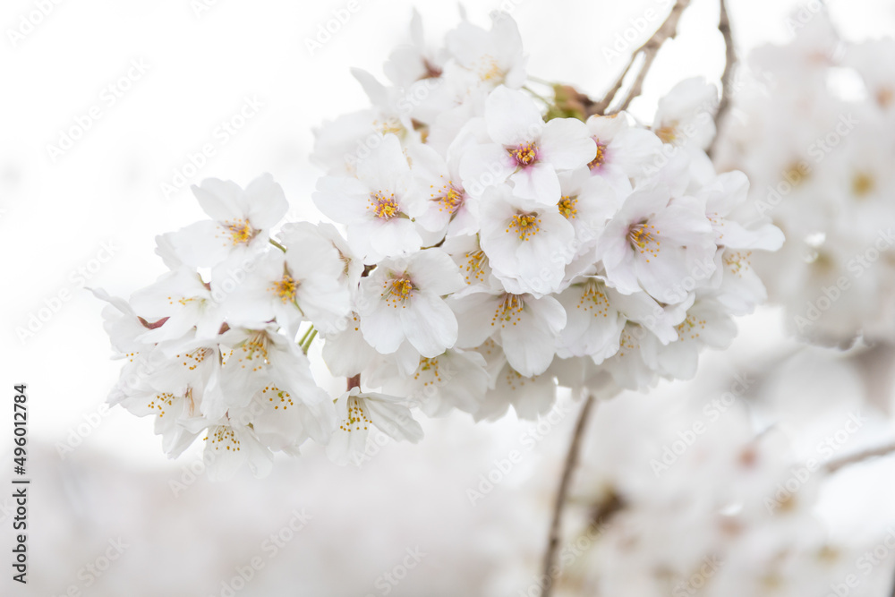 Cherry Blossoms