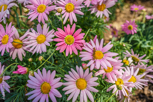 Pink Daisy flowers at Bellingrath Garden © ktahaziz