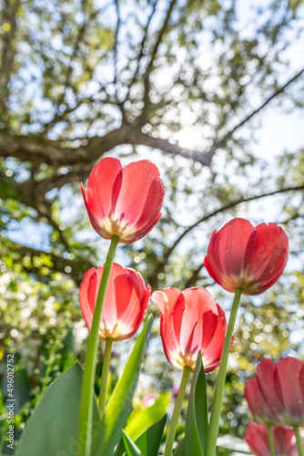 Pink Color tulip flower at Bellingrath Garden