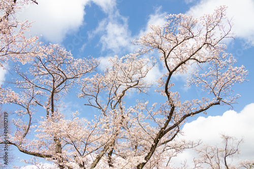 Cherry Blossoms