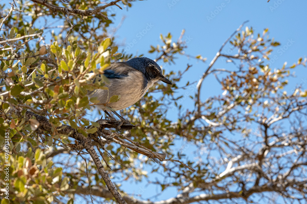 Obraz premium Scrub Jay Stares Down Its Next Target Before Taking Off