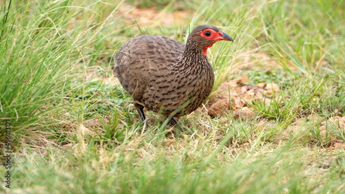 Swainson's francolin (Pternistis swainsonii) in the grass at Rietvlei Nature Reserve in Pretoria, South Africa