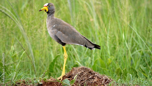 African wattled lapwing (Vanellus senegallus) in a field at Rietvlei Nature Reserve in Pretoria, South Africa photo