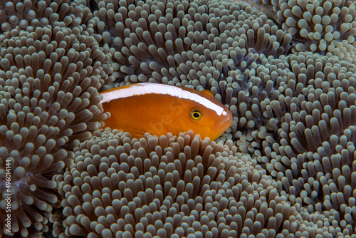 Foto Clownfish - Orange Anemonefish Amphiprion sandaracinos living in an anemone