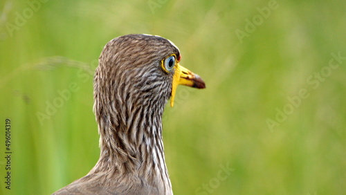 Close up of an African wattled lapwing (Vanellus senegallus) in a field at Rietvlei Nature Reserve in Pretoria, South Africa photo