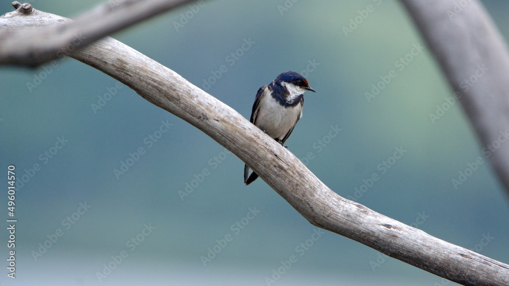 Obraz premium White-throated Swallow (Hirundo albigularis) perched on a branch at Rietvlei Nature Reserve in Pretoria, South Africa