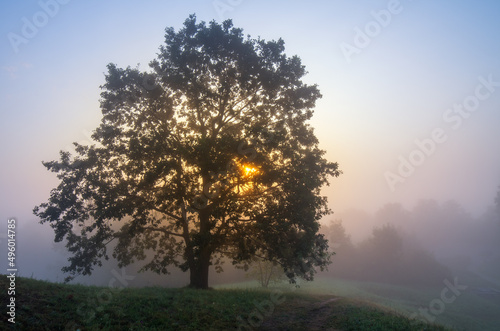 tree in the morning