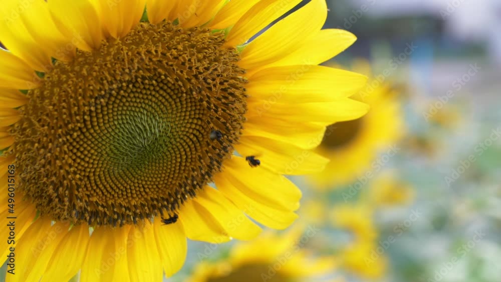 sunflower with bee sunflower with bee