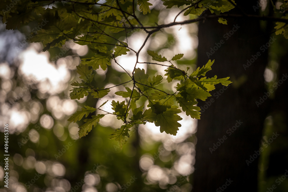 Closeup on a quercus robus branch with a focus on a oak leaf. Quercus robus is a European tree, also called by the name common oak..... Closeup on a quercus robus branch with a focus on a oak leaf. Quercus robus is a European tree, also called by the name common oak.....