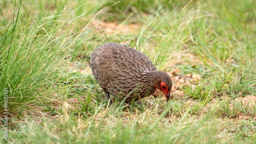 Swainson's francolin (Pternistis swainsonii) in the grass at Rietvlei Nature Reserve in Pretoria, South Africa photo