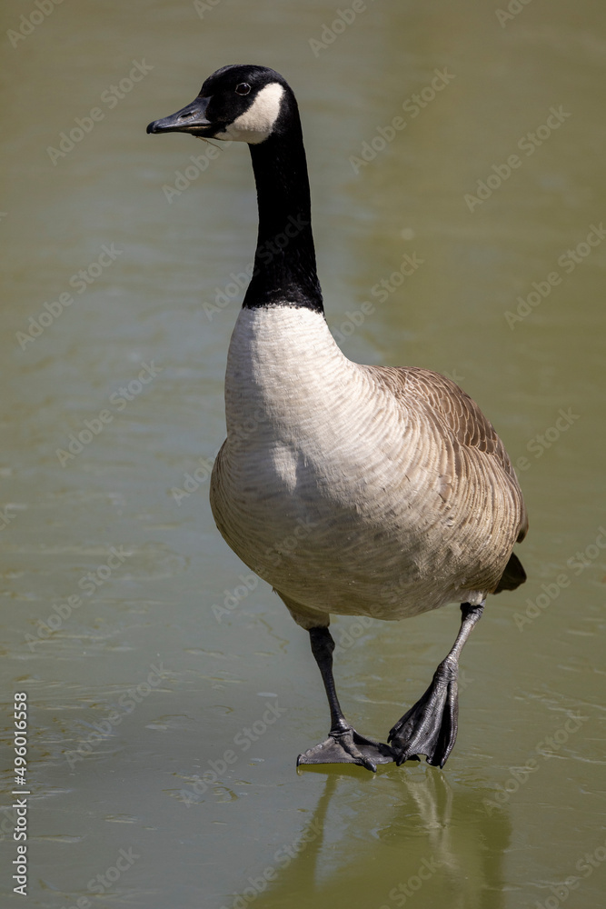 Canada Goose walking on thin spring ice.