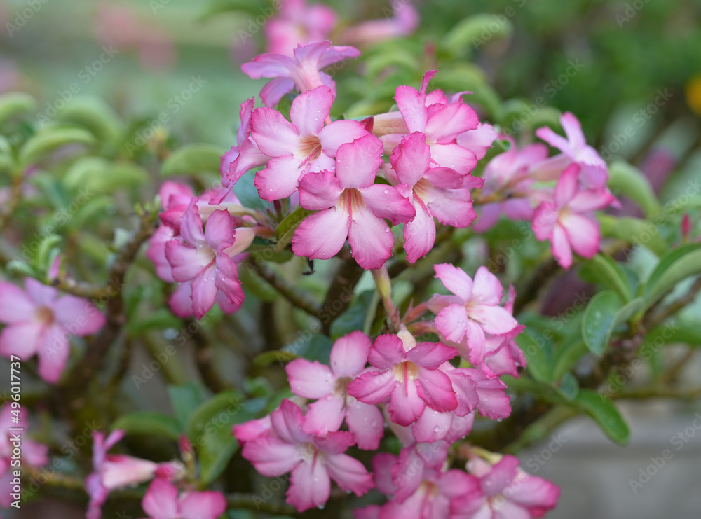 Close up of Pink adenium flowers  , Pink Bignonia, Mock Azalea, Desert Rose or Adenium obesum (Fosk.)  Beautiful flower