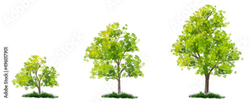 Vector set of green tree side view isolated on white background for landscape and architecture layout drawing  elements for environment and garden