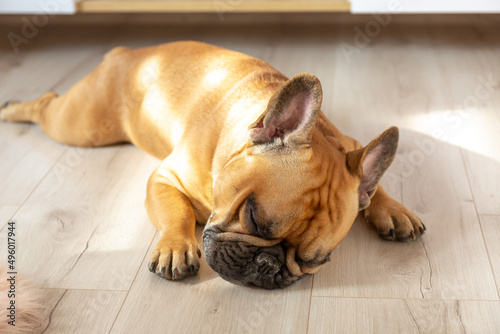 Fototapeta Naklejka Na Ścianę i Meble -  French bulldog puppy sleeping on the floor at home in sunny day